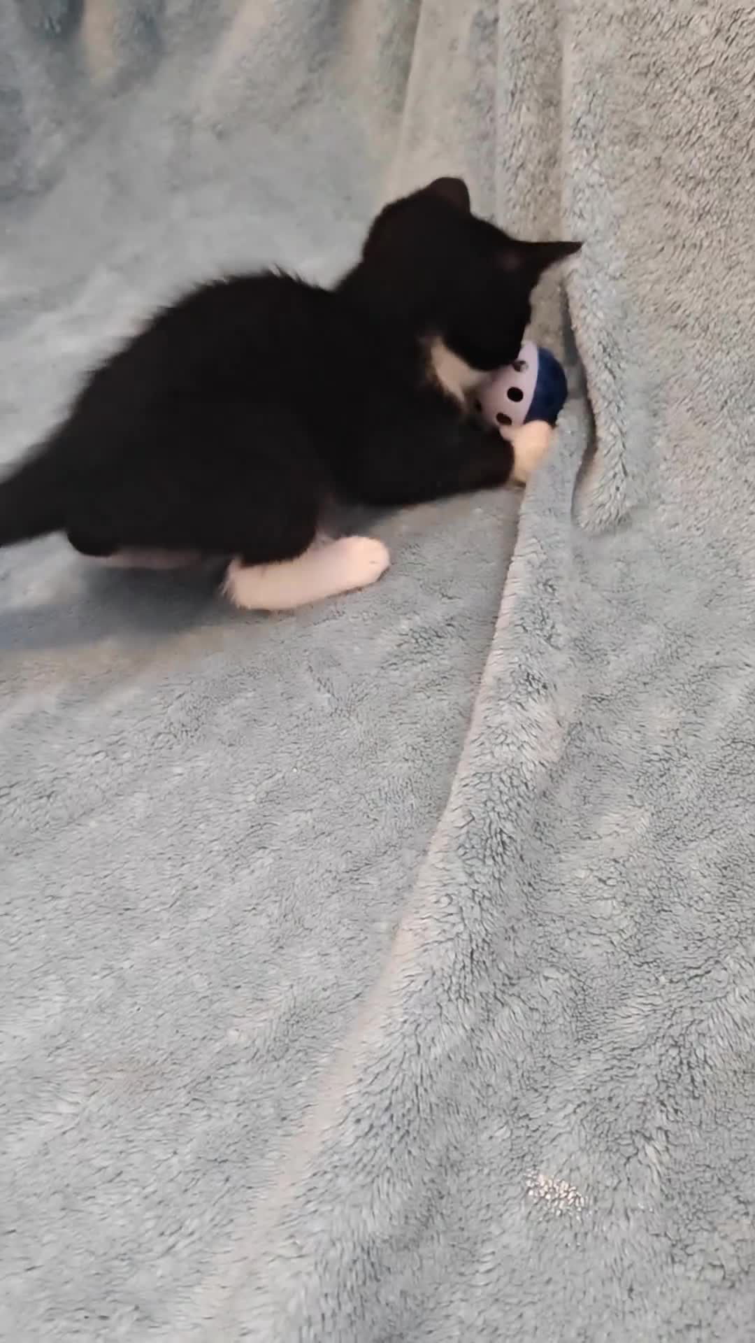 Mixed Breed cats for sale: Beautiful Kittens VIDEOS - Video 1