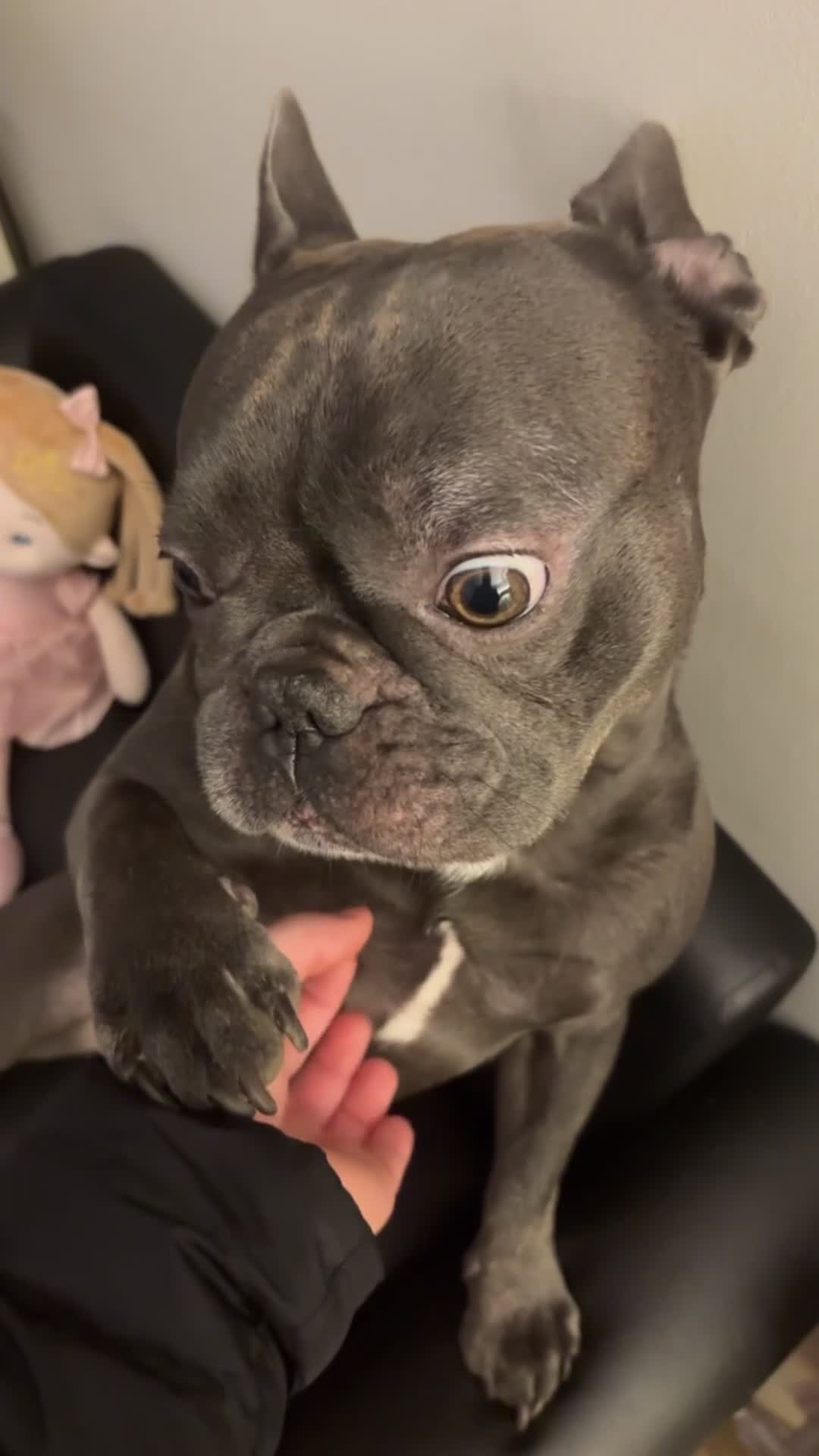 French Bulldog dogs for sale: 4 Year Old Blue French Bulldog - Enzo  - Video 1