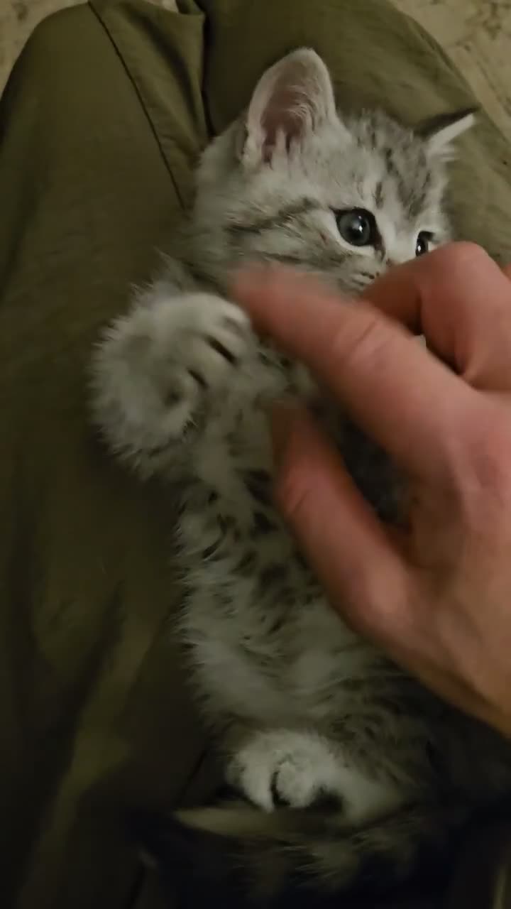 British Shorthair cats for sale: Fabulous kittens  ready  for their forever home in Dunmow - Video 1