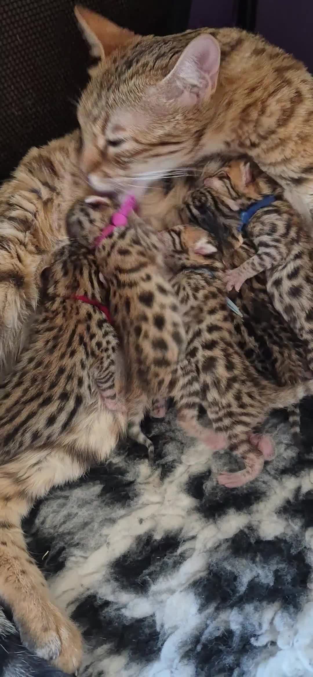Bengal cats for sale: ✨️🐆STUNNING BROWN BENGALS. TICA REGISTERED ✨️🐆 - Video 2