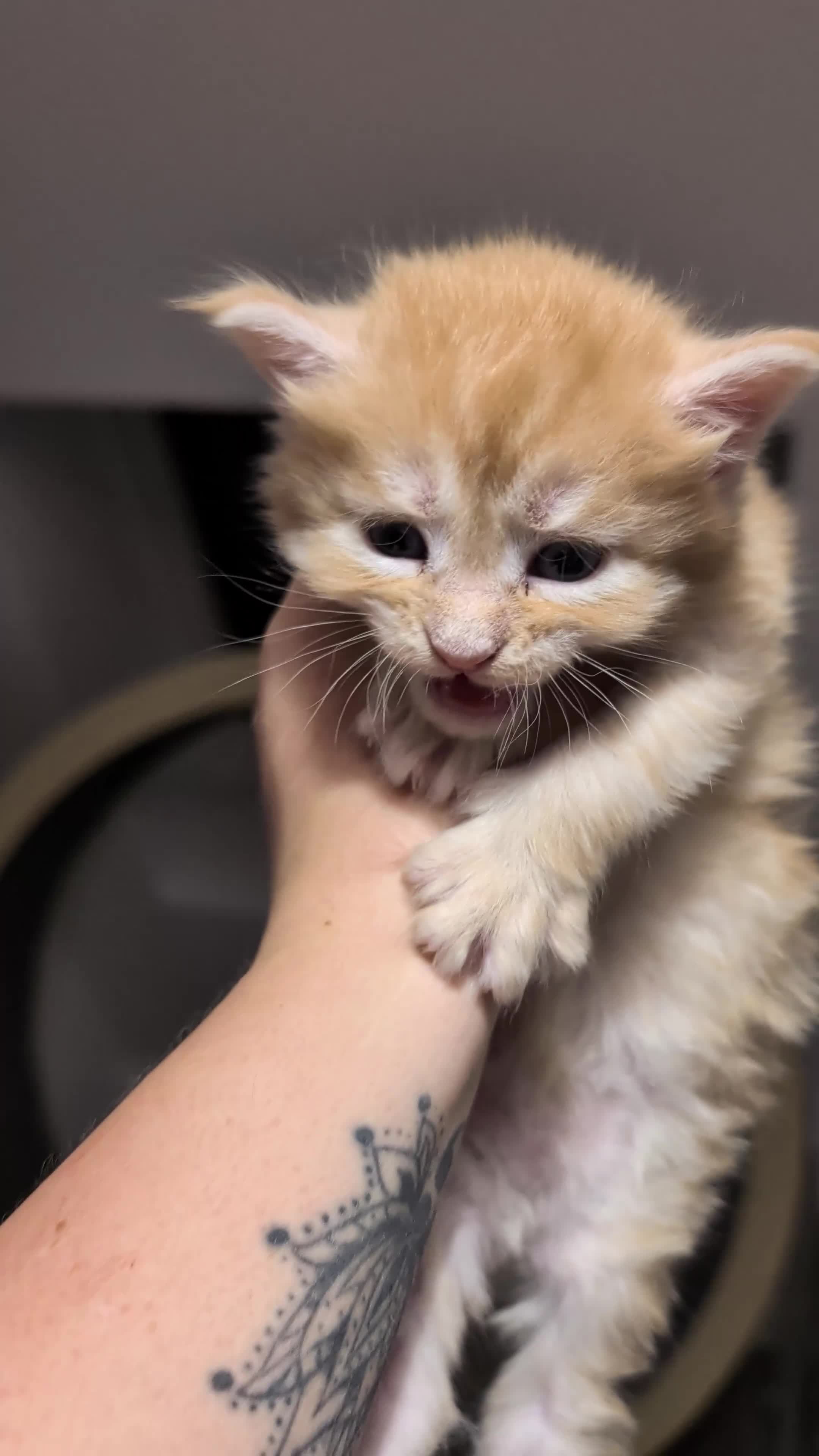 Maine Coon cats for sale: Exceptional Red Silver Tabby Maine Coon Male - Video 1