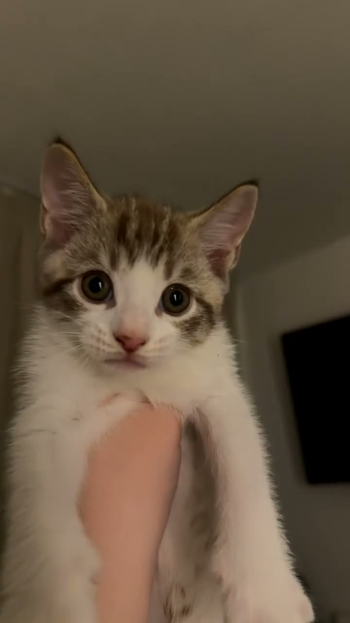 Domestic Shorthair cats for sale: Mixed litter of kittens - Video 1
