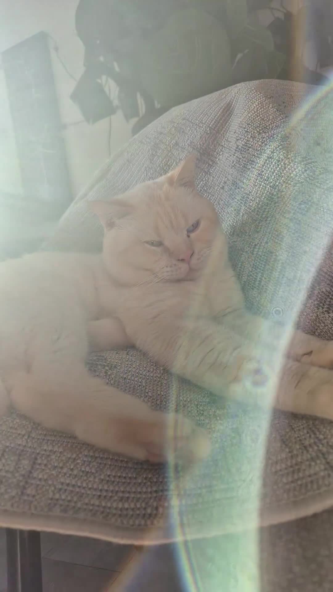 British Shorthair cats for sale: Beautiful Tortoiseshell and White pure BSH - Video 1