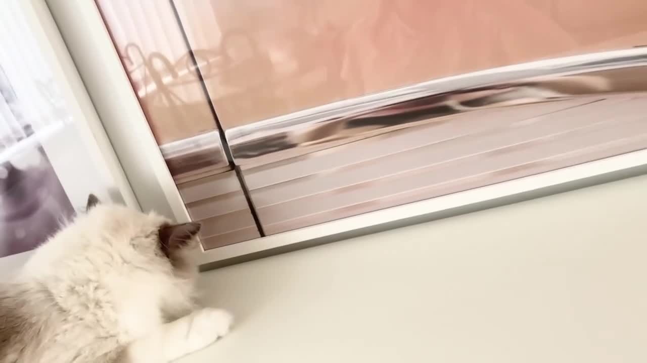 Ragdoll cats for sale: INDOOR FULL PEDIGREE 4 YEARS RAGDOLL FEMALE CAT - Video 1
