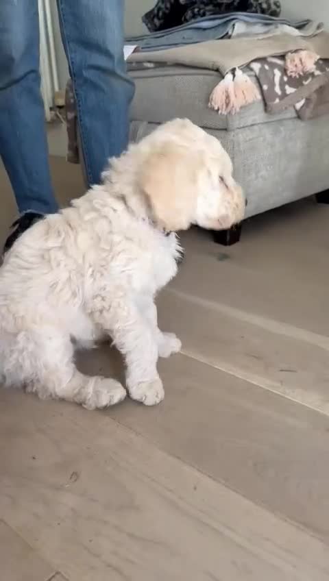 Labradoodle dogs for sale: Adorable Labradoodle Puppies  - Video 1