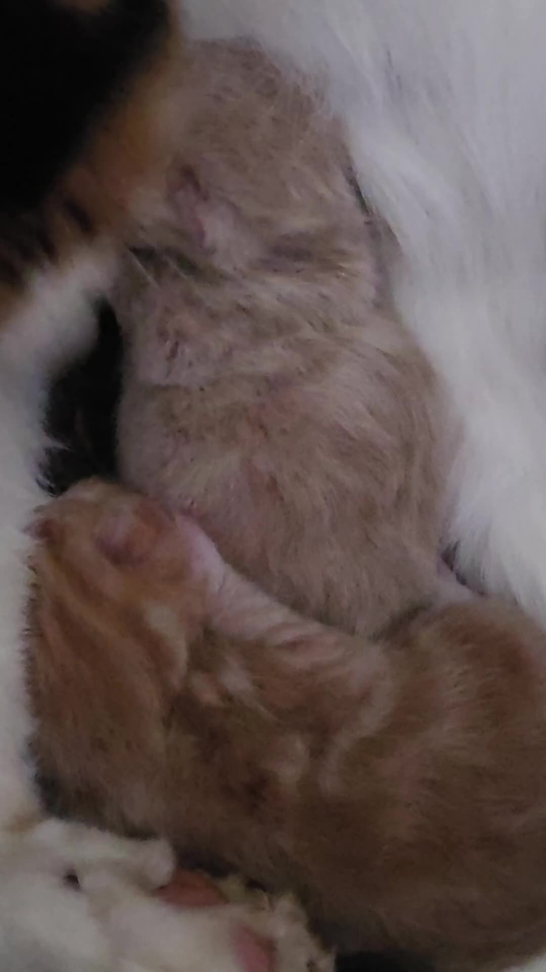 Mixed Breed cats for sale: Beautiful kittens - Video 1