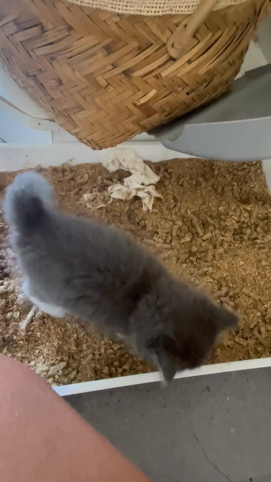 Mixed Breed cats for sale: Two kittens left - Video 2