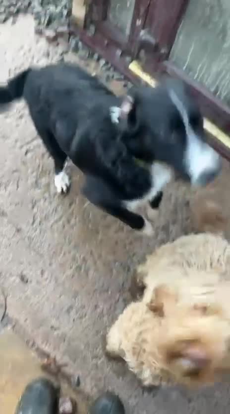 Mixed Breed dogs for sale: Male Border Collie X Labradoodle for Sale - Video 1