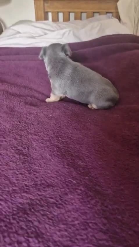 Jack Russell dogs for sale: Beautiful Lilac/Blue & Tan miniature wenlock puppy in Southend-on-Sea - Video 1