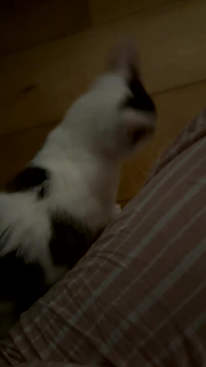 Domestic Shorthair cats for sale: Male tabby kitten  - Video 1