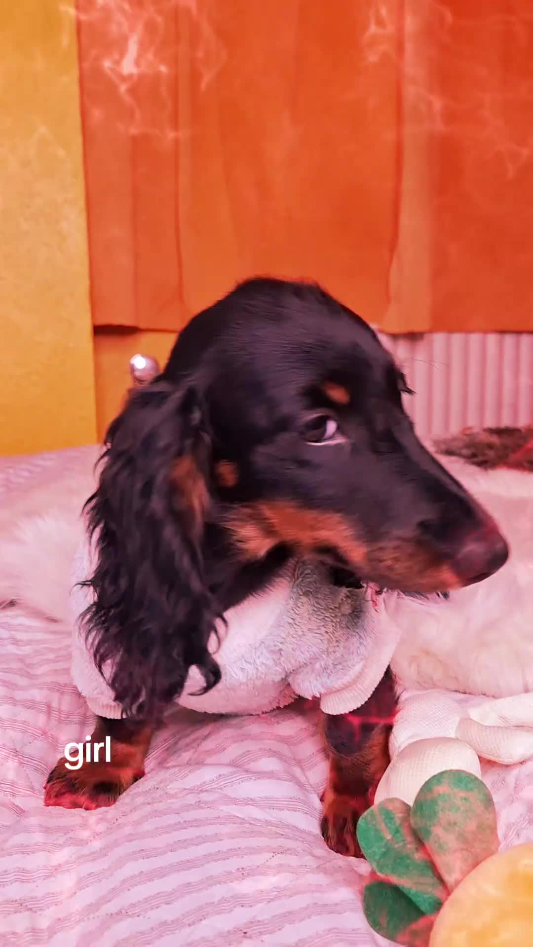 Miniature Dachshund dogs for sale:  KC Line Mini long hair girl – Adorable £1400 in Stafford - Video 3
