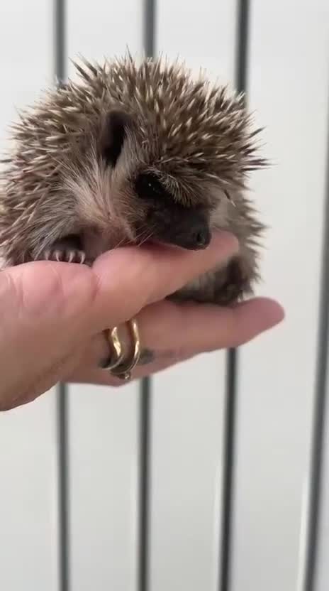 Pygmy Hedgehog rodents for sale: Sonic the african pygmy hedgehog  - Video 2