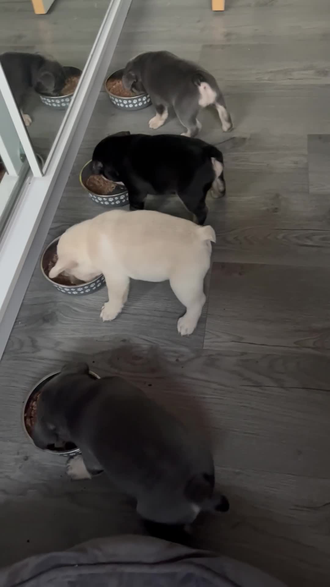 French Bulldog dogs for sale: London’s French Bulldog Puppies 🏴󠁧󠁢󠁥󠁮󠁧󠁿 - Video 1