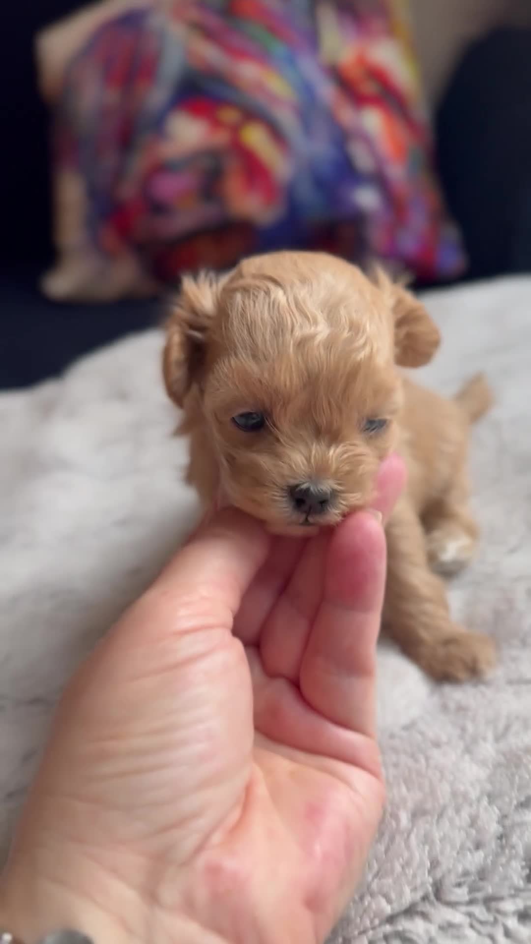 Maltipoo dogs for sale: 🧸Maltipoo puppies Korean & Asian lines - Video 2