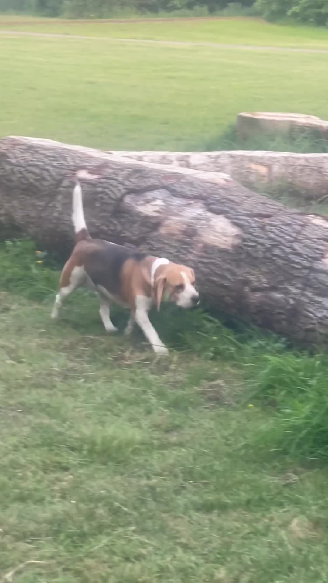 Mixed Breed dogs for sale: Looking to rehome together  in Southampton - Video 1