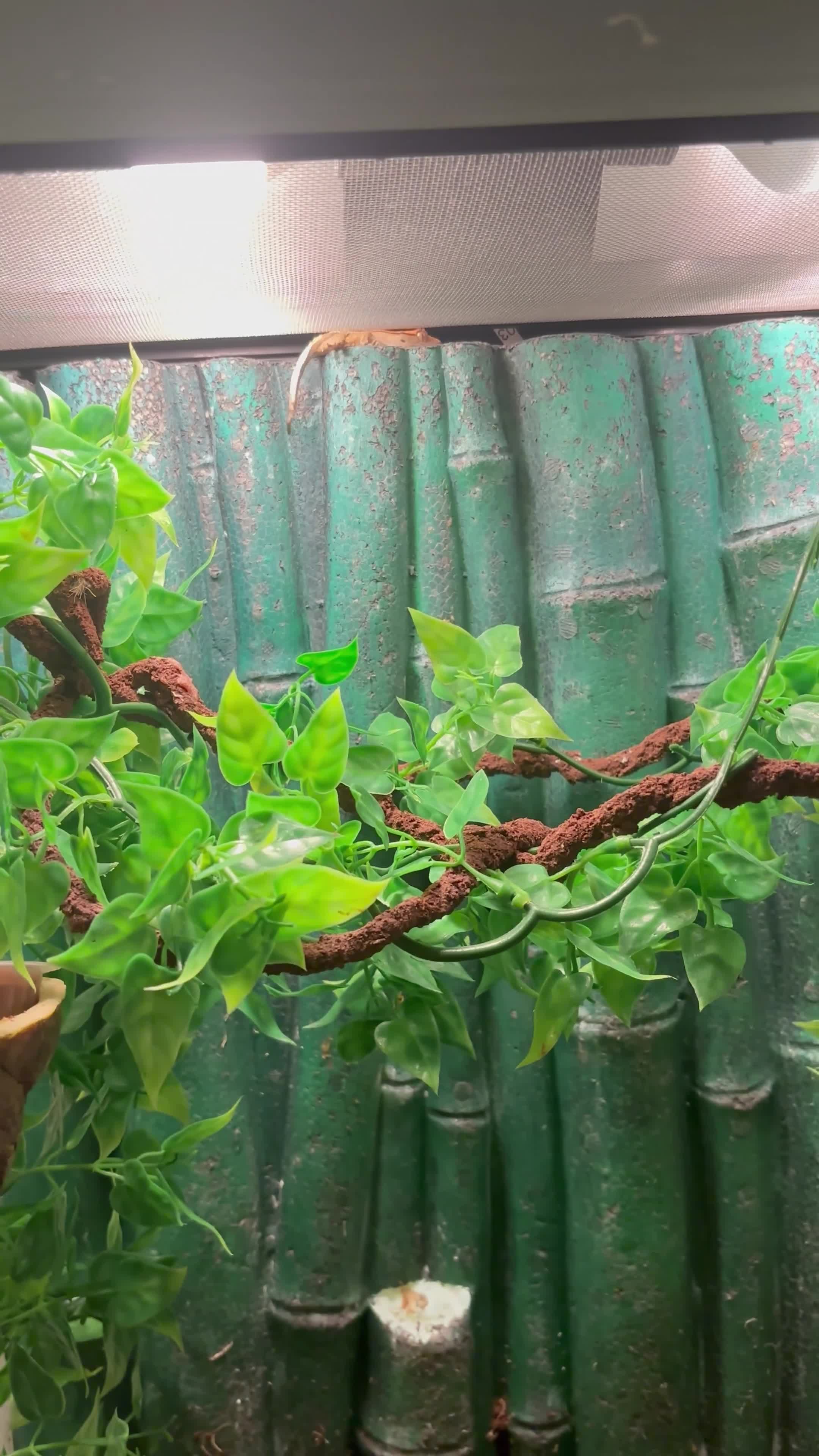 Gecko reptiles for sale: Harlequin x Pinstripe Gecko  - Video 1