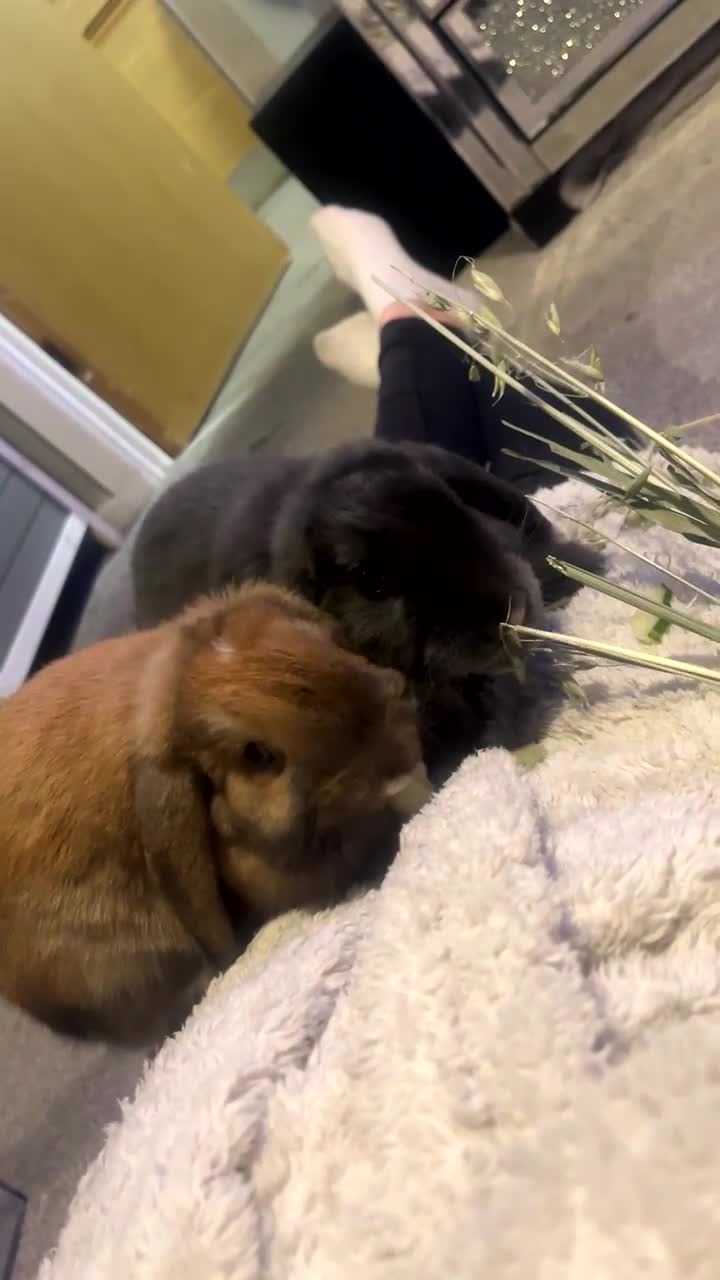 Mini Lop rabbits for sale: Two beautiful mini lops - Video 1