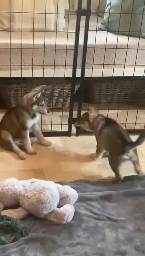 Saarloos Wolfdog dogs for sale: Gorgeous Wolfalike Puppies  - Video 1