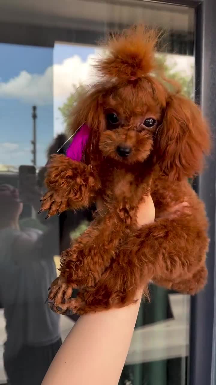 Poodle dogs for sale: Stunning Asian poodle girl for rehome🤩 - Video 1