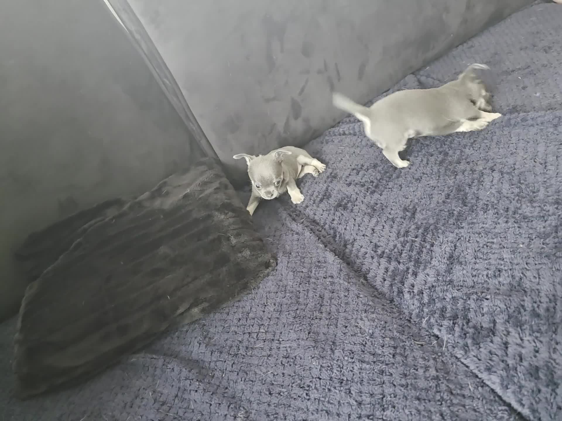 Chihuahua dogs for sale: 2 gorgeous blue & tan chihuahuas  - Video 4