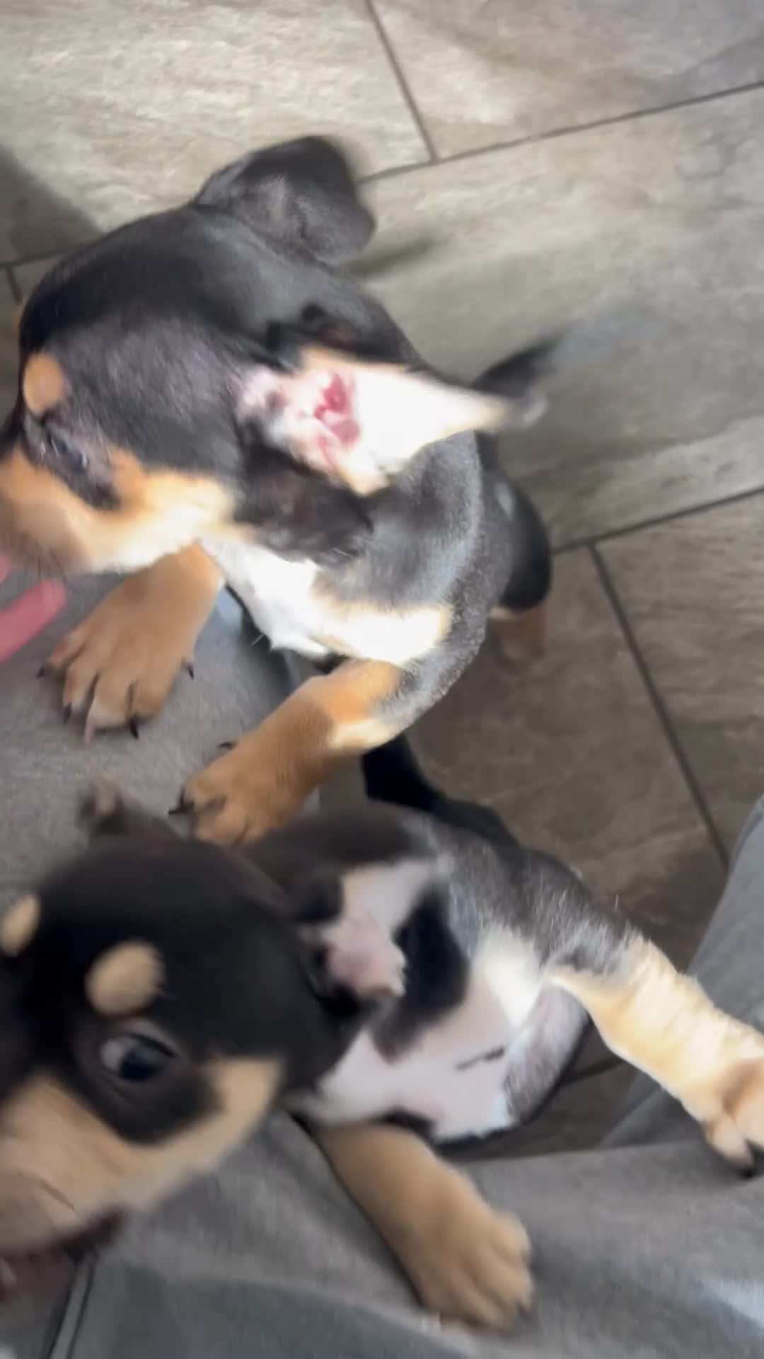 Mixed Breed dogs for sale: Male Black & Tan Jack Russell x Frenchie 9wks old in Peterborough - Video 1