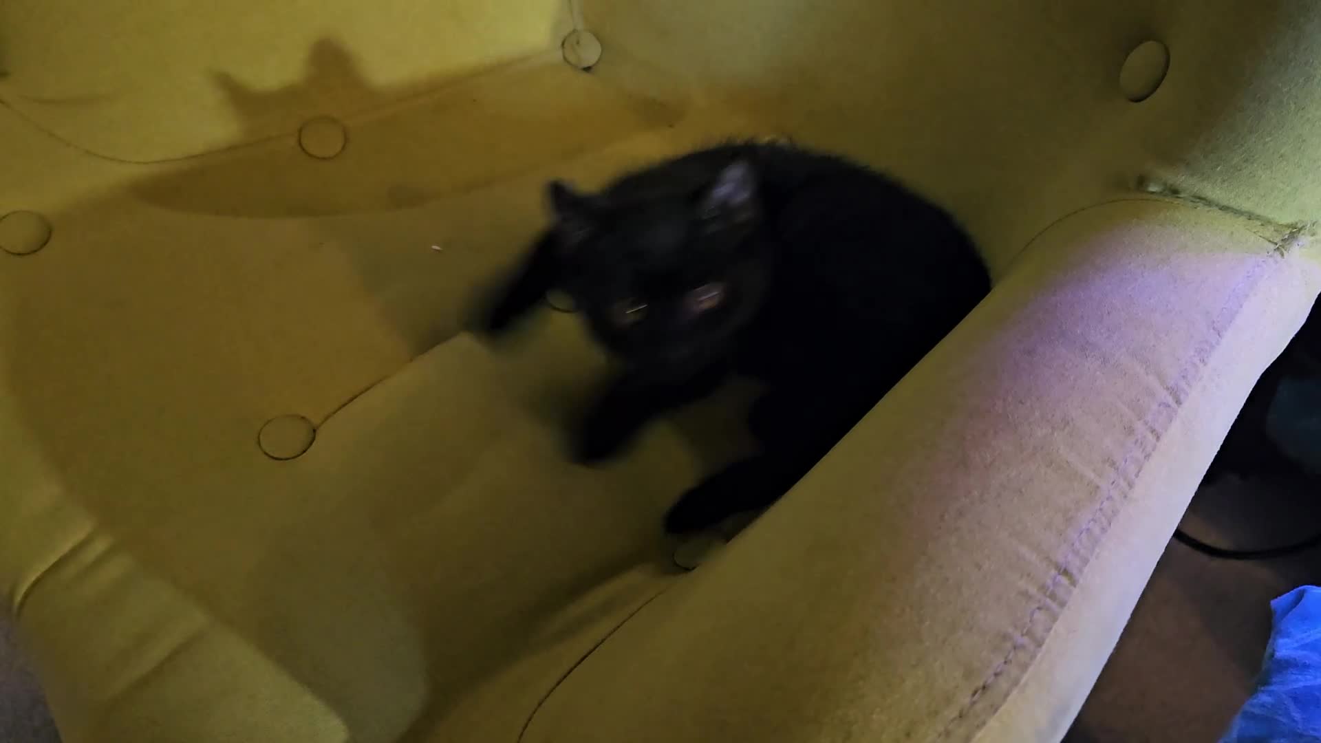Mixed Breed cats for sale: 1 Ghost Tabby, 1 Tortoiseshell and 1 Black kittens in Cranbrook - Video 3