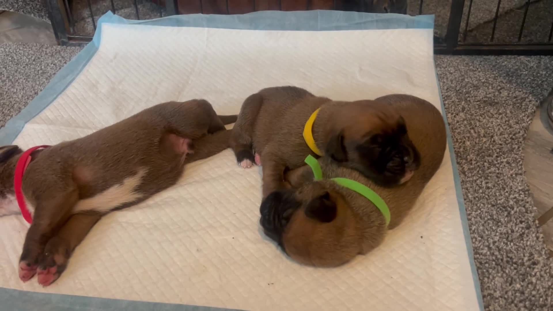 Boxer dogs for sale: KC Registered Boxer Puppies Ready in September 🐾 - Video 1