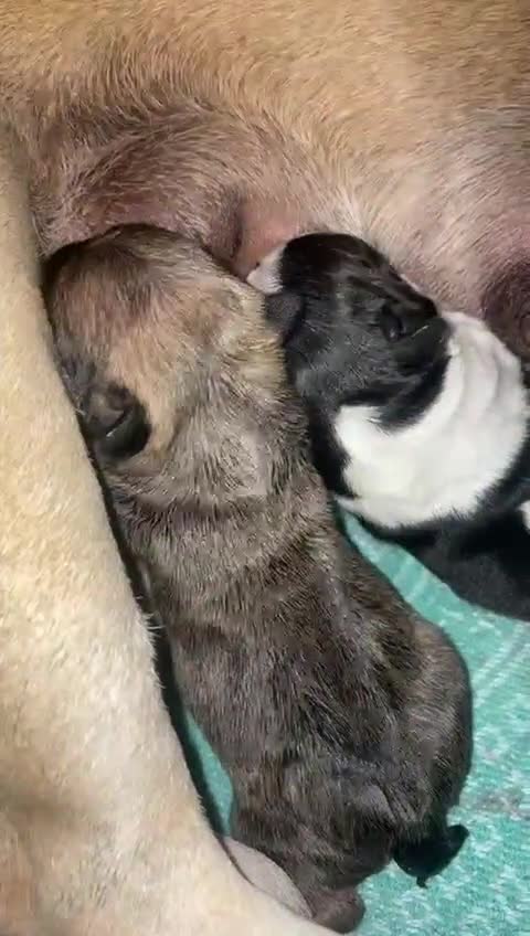 French Bulldog dogs for sale: Female French Bulldog Puppy For Sale  - Video 2