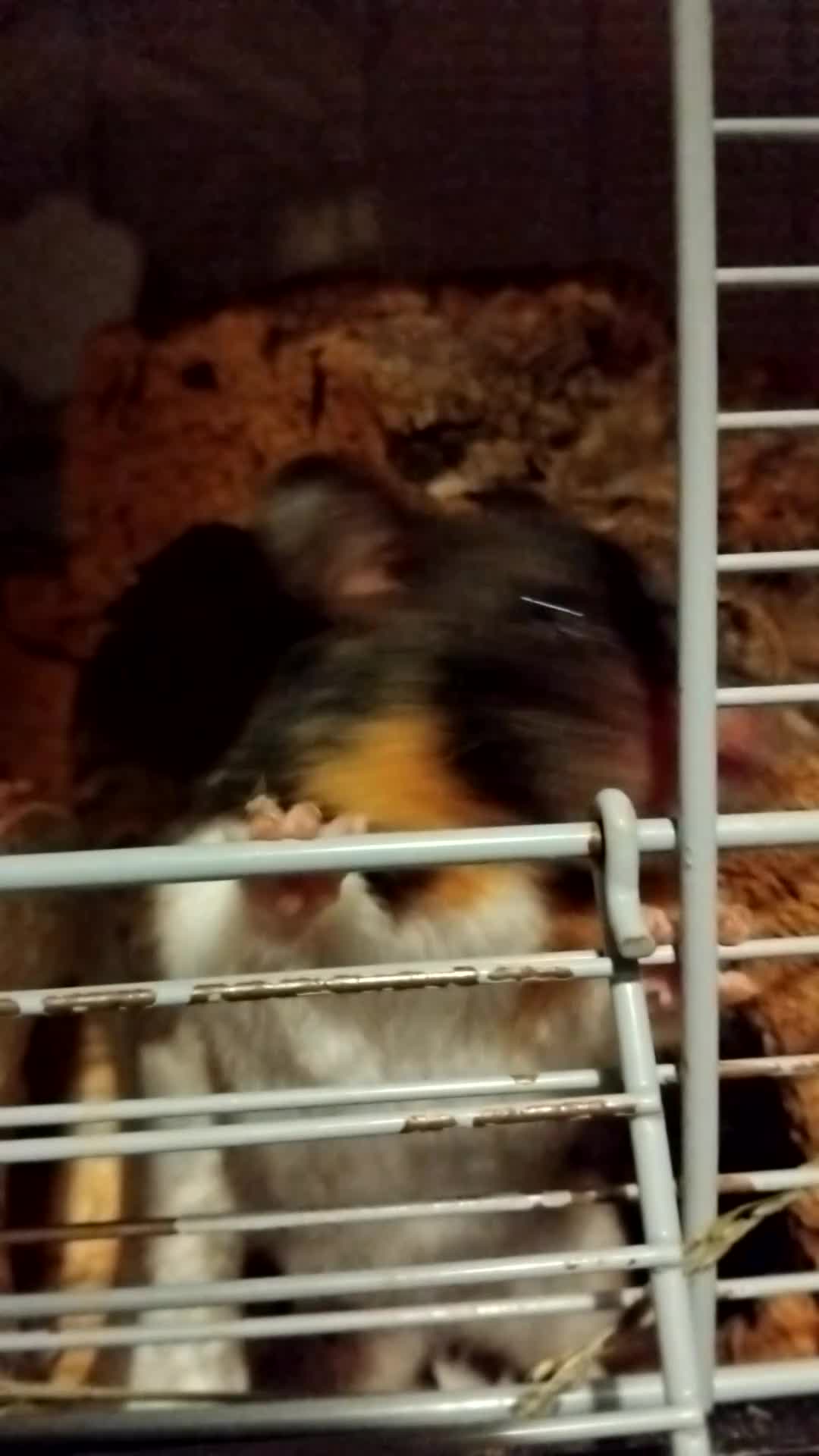 Hamster rodents for sale: 🐹 Female Syrian Hamster available for adoption🐹 - Video 1