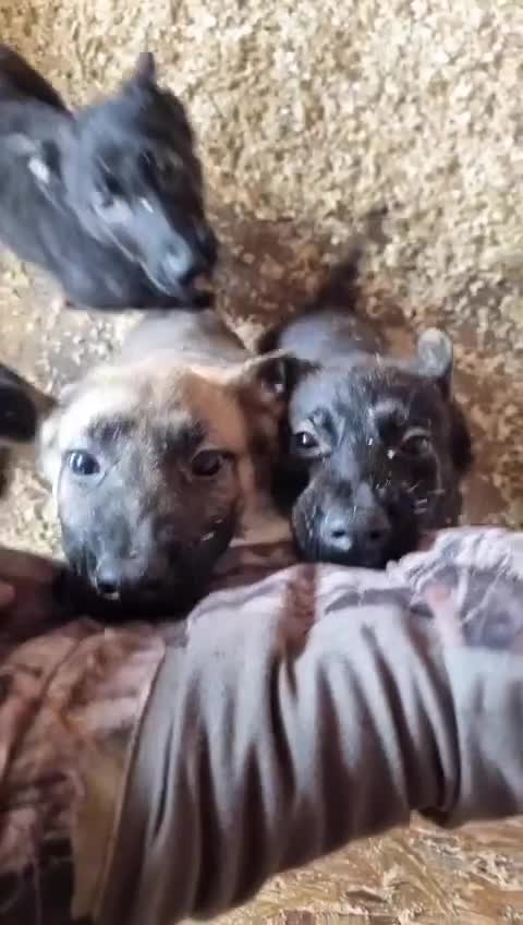 German Shepherd dogs for sale: German X Czech shepherd puppies - Video 1