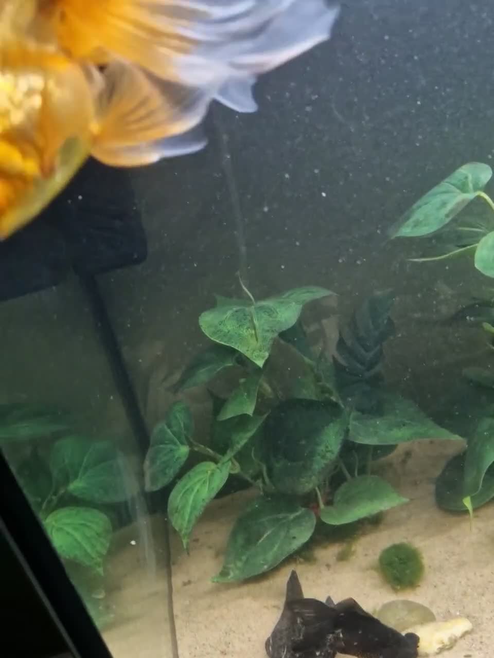 Fancy Goldfish fish for sale: 200 litre tank with fish and accessories  - Video 1