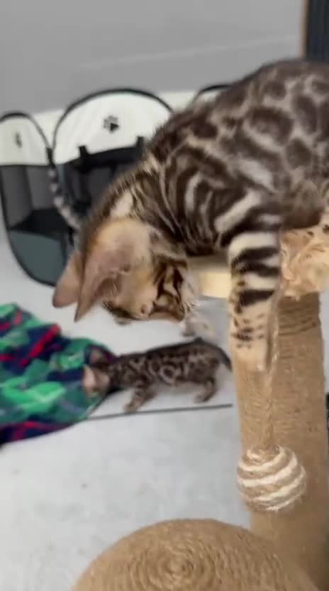 Bengal cats for sale: Bengal kittens in Liverpool - Video 1