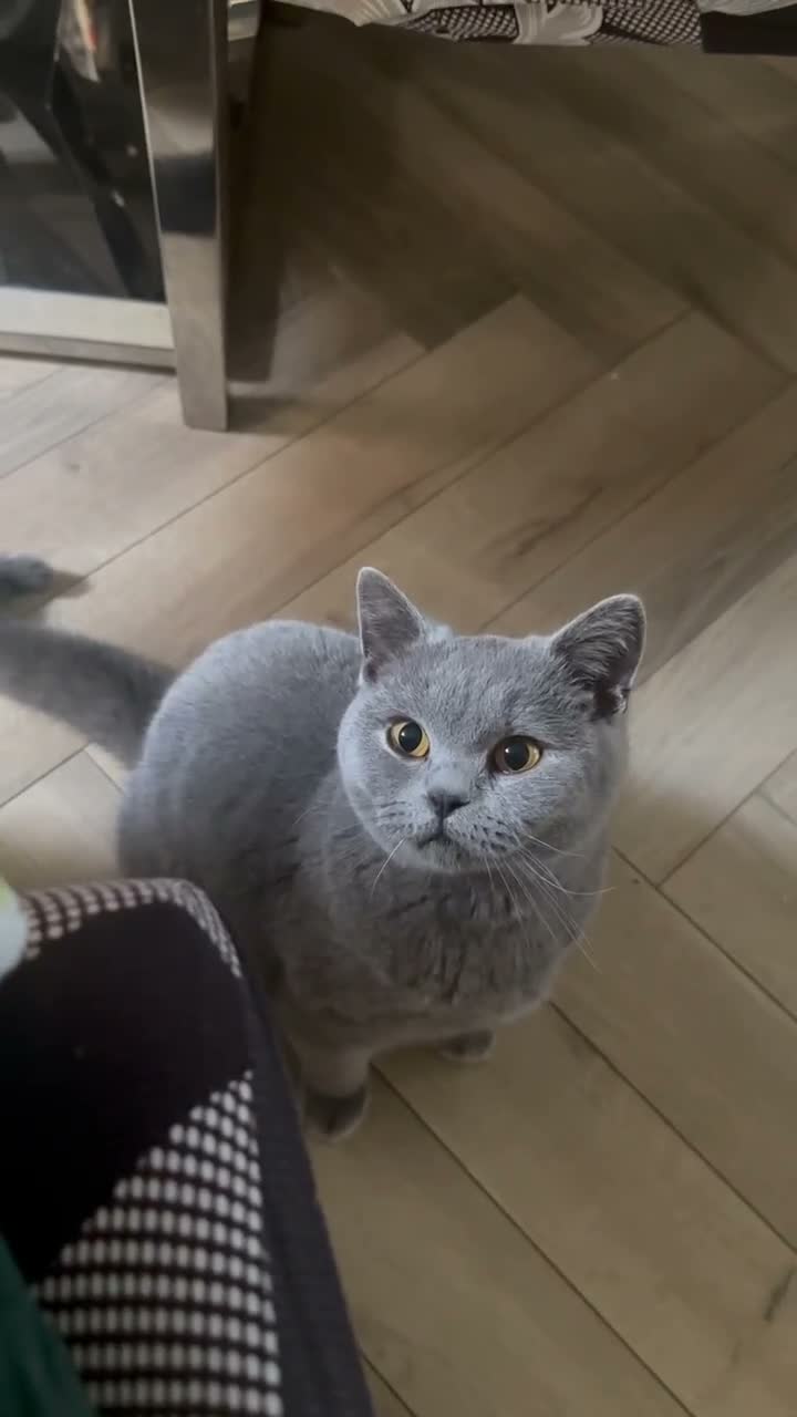 British Shorthair cats for sale: Gorgeous blue british shorthair  - Video 1