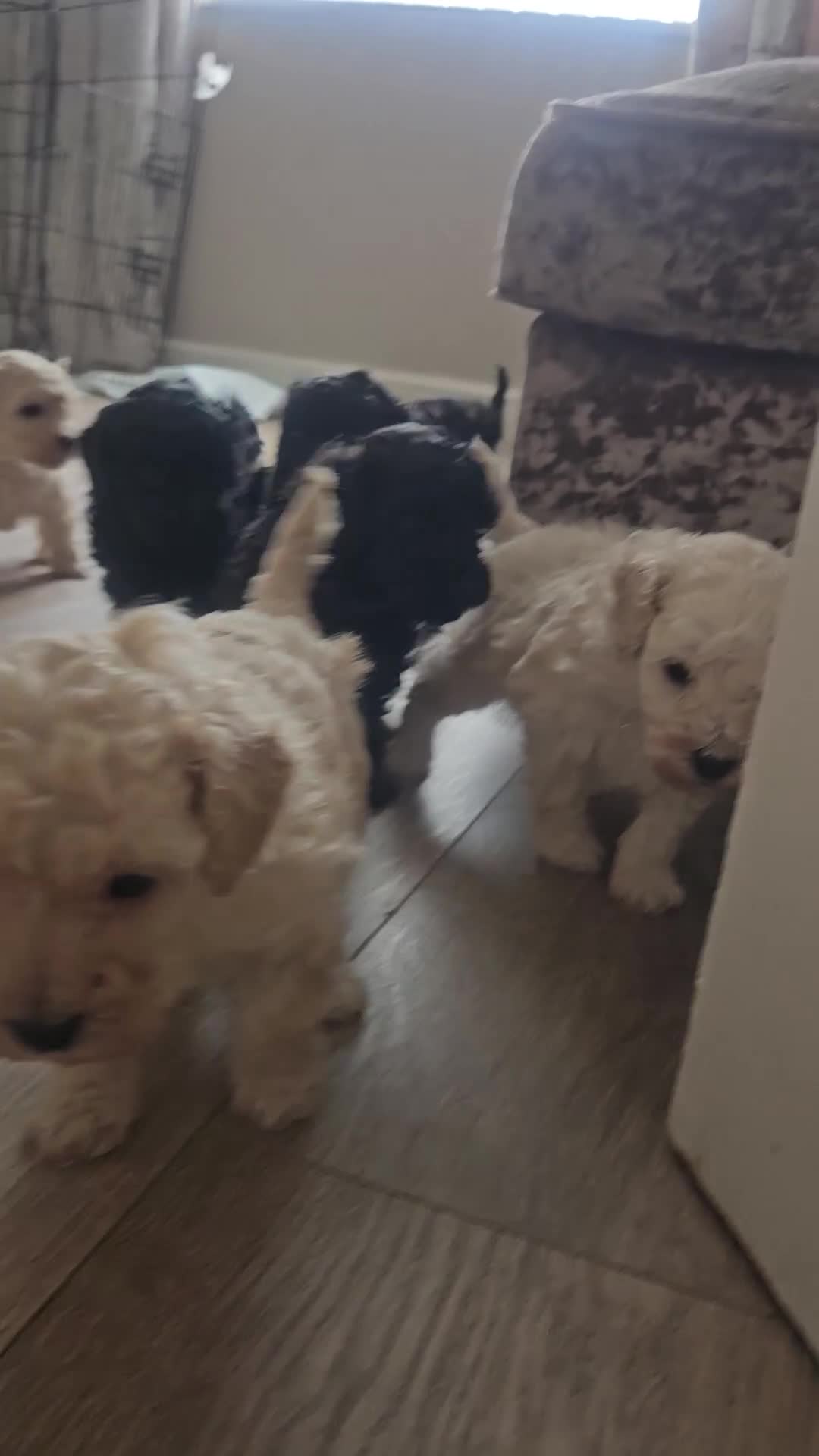 Toy Poodle dogs for sale: Toy poodle puppies 🩷💙  - Video 4