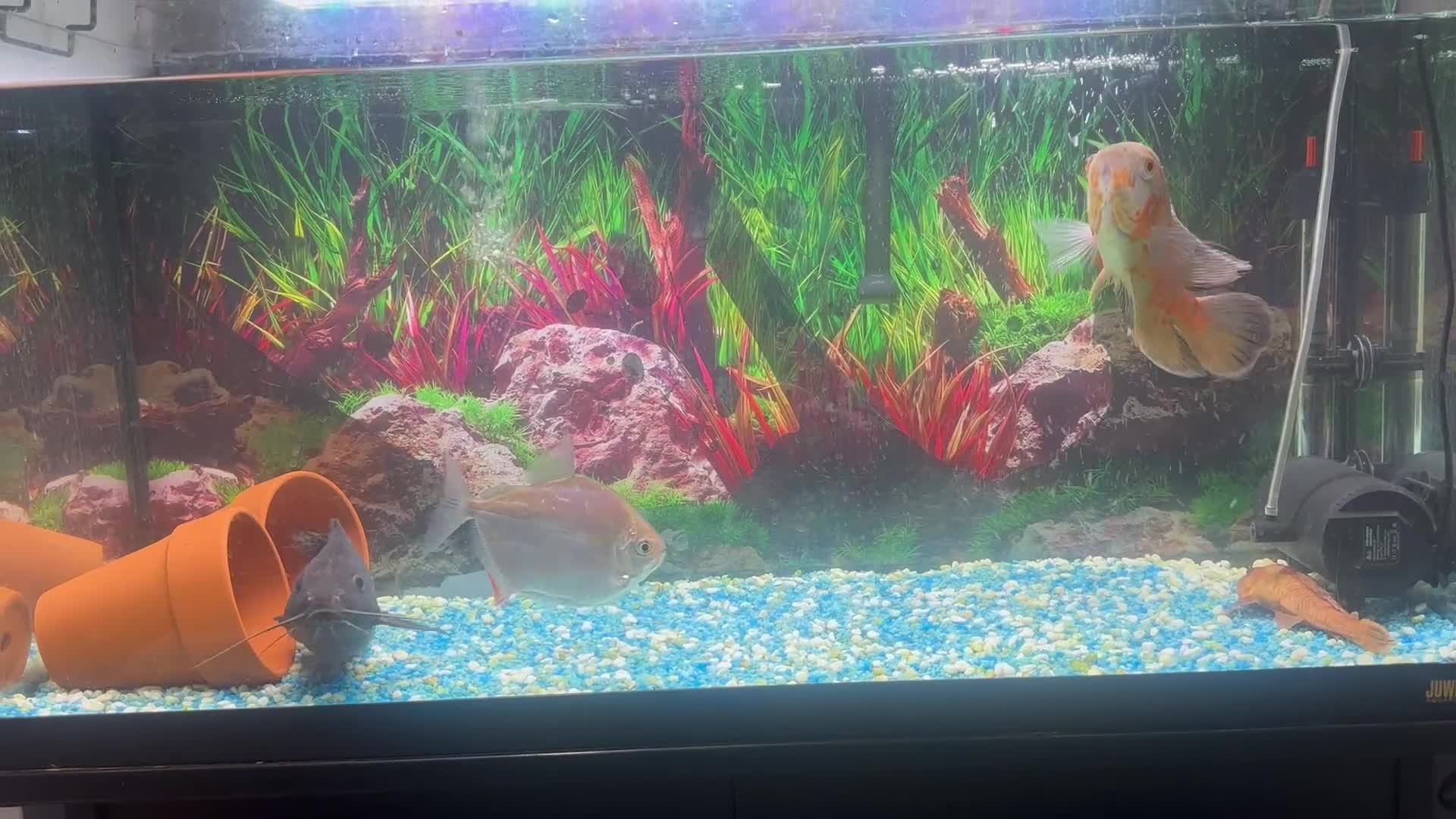 Other/Mixed Breed fish for sale: Mixed fresh water fish for sale  - Video 1