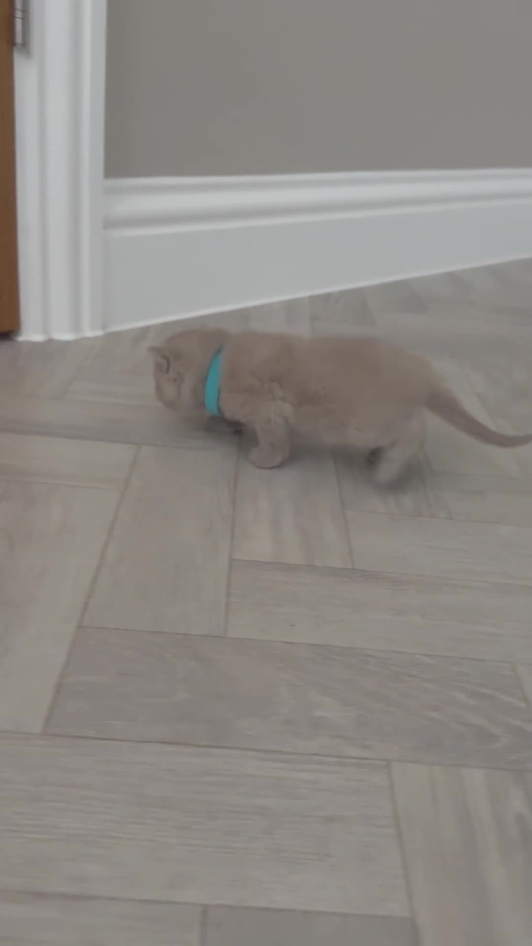 British Shorthair cats for sale: British shorthair boys and one girl cream/lilac  - Video 3