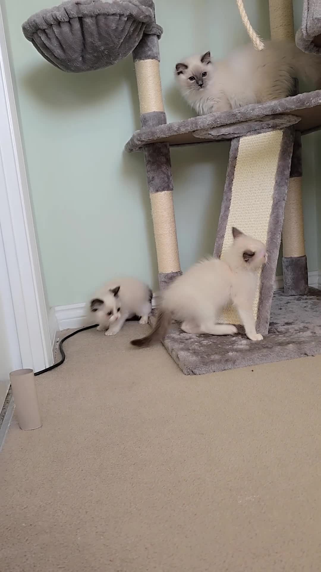 Ragdoll cats for sale: TICA REGISTERED KITTENS/Active - Video 2