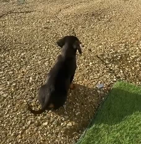 Dachshund dogs for sale: 1 handsome Dachshund Boy left - Video 1