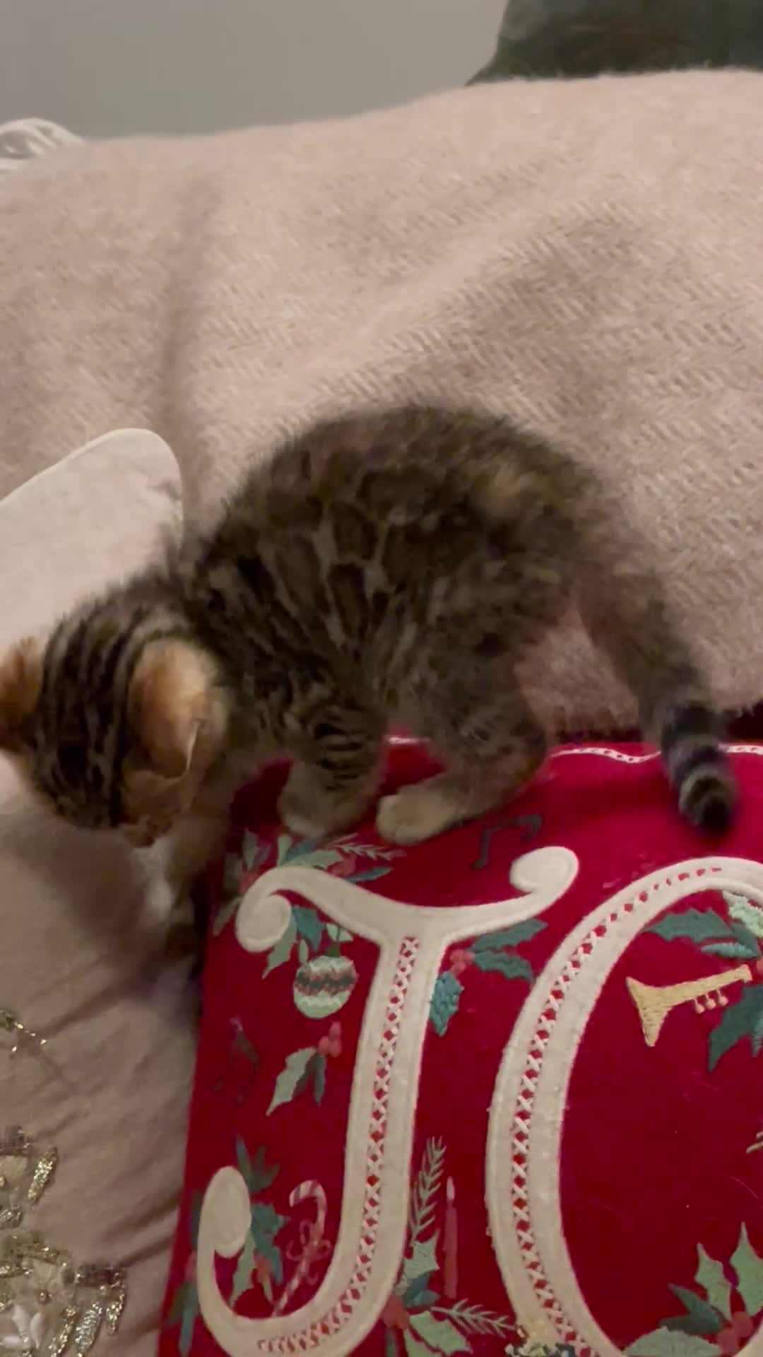 Bengal cats for sale: Registered Vaccinated Quality Bengal Kittens  - Video 1