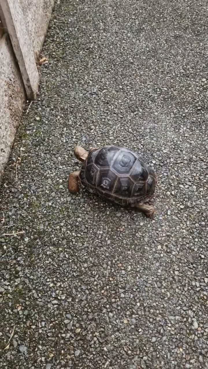 Tortoise reptiles for sale: Cb24 aldabra tortoise - Video 1