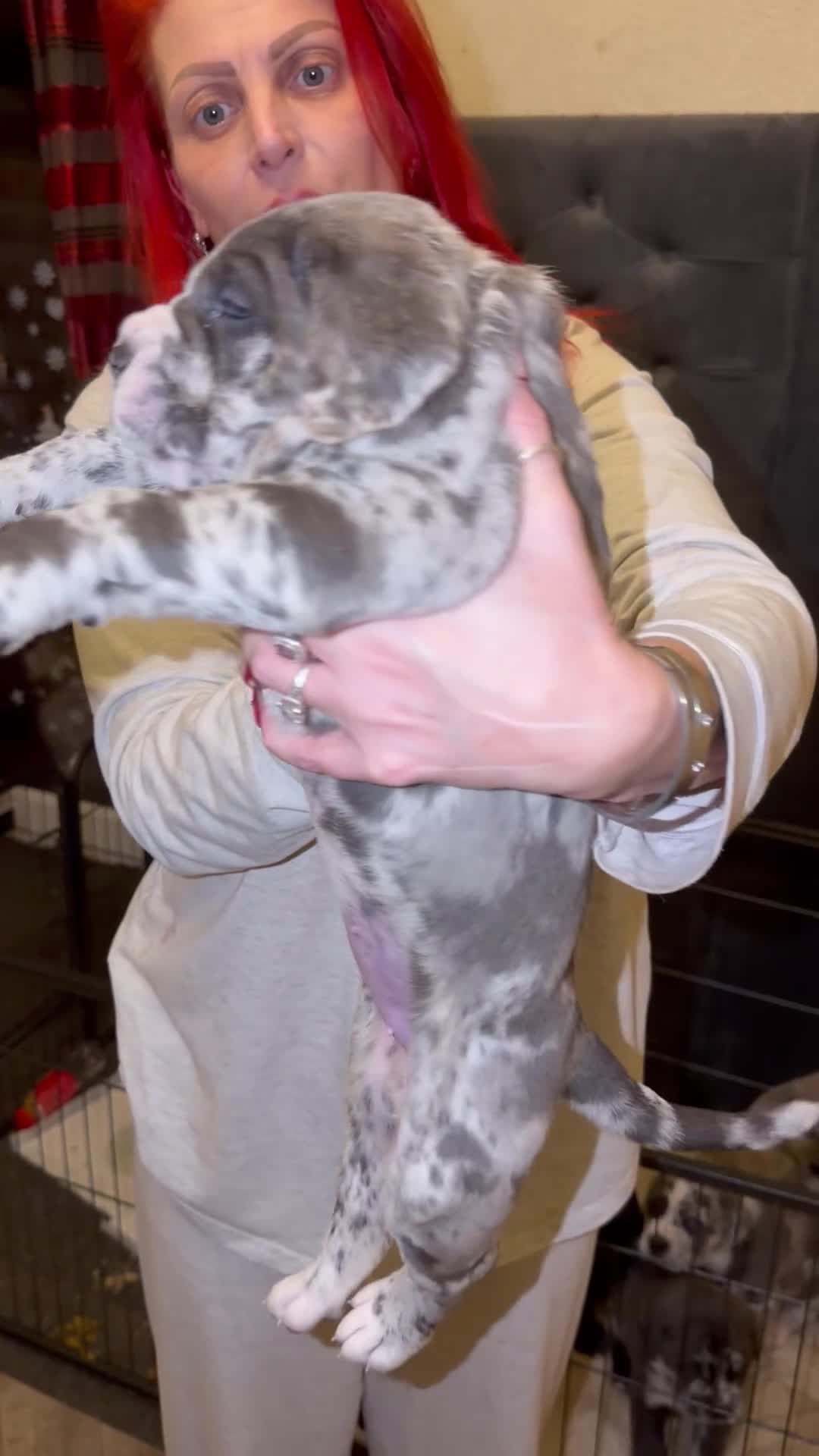 Cane Corso dogs for sale: Champion Bloodline Cane Corso Pups - Video 1