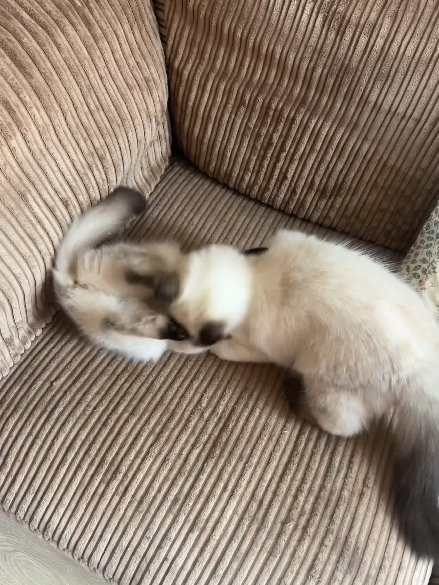 Ragdoll cats for sale: 😸🐾Pure Ragdoll kitties😸🐾 2 male & 1 female🐾😸 - Video 5