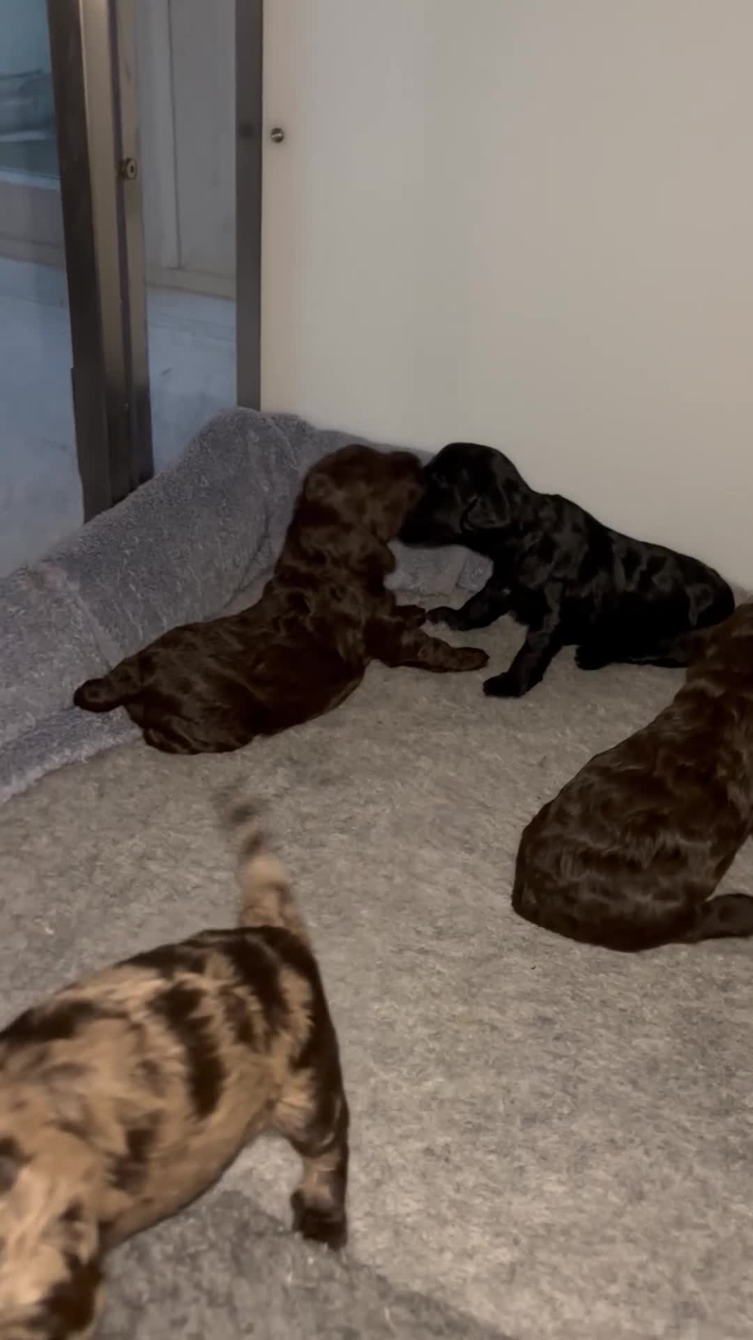 Cockapoo dogs for sale: F1 Miniature Cockapoos  in Stockton-on-Tees - Video 2