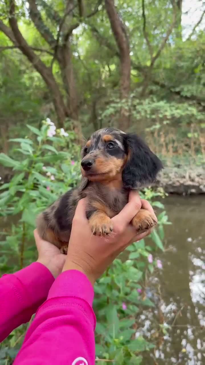 Miniature Dachshund dogs for sale: Long haired miniature dachshunds - Video 4