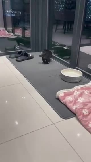 Miniature Dachshund dogs for sale: KC Long Hair 'Mini-Mini' Dachshund Puppies - Video 1