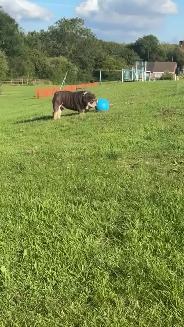 English Bulldog dogs for stud: GLEN COCO for stud in Birmingham - Video 2