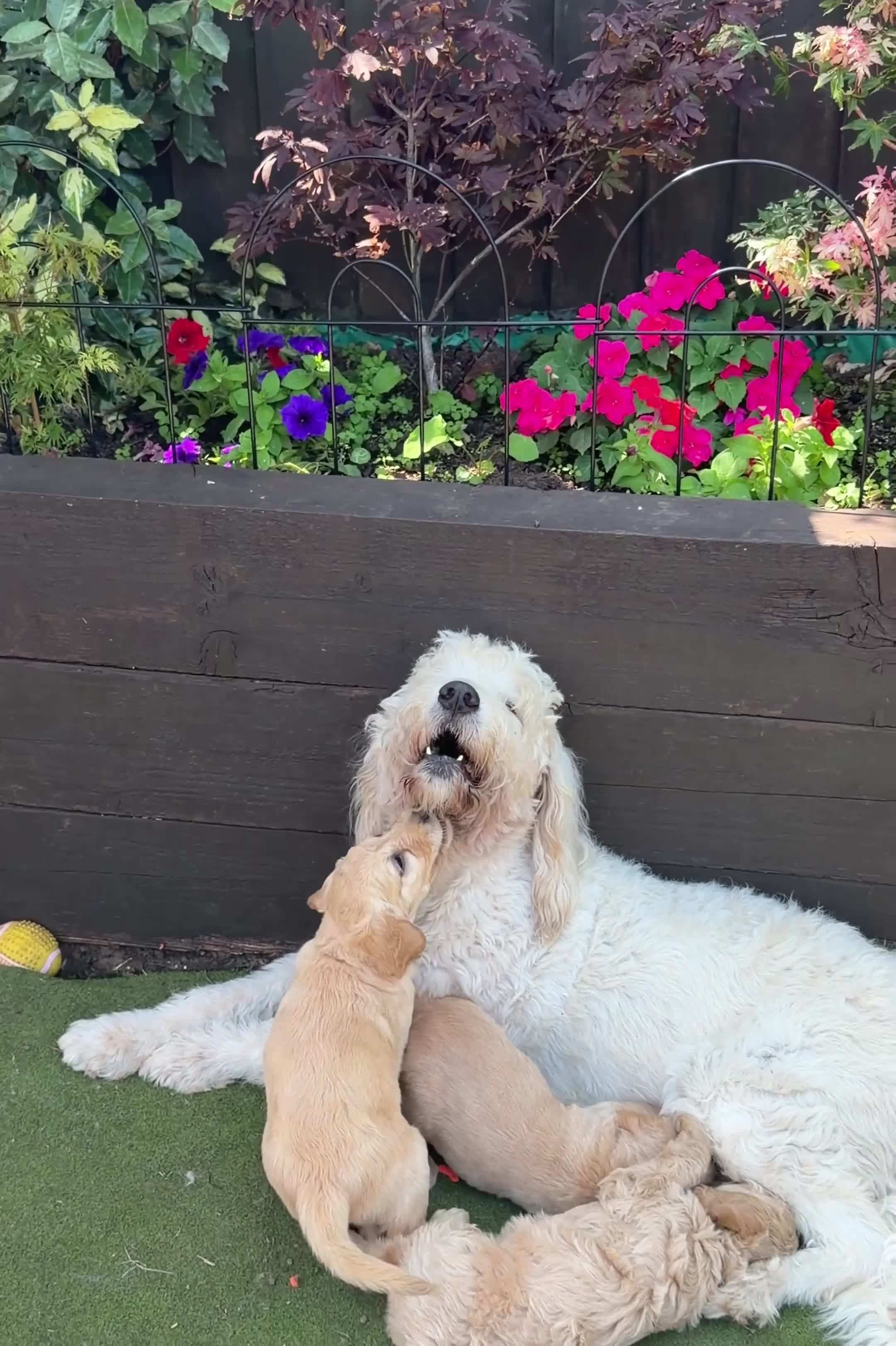 Goldendoodle dogs for sale: Beautiful Goldendoodle Puppies ready next week - Video 1