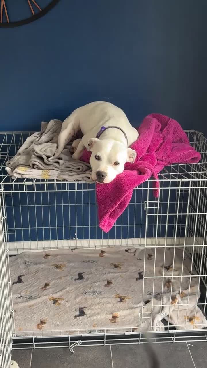 Staffordshire Bull Terrier dogs for sale: 3 Staffordshire bull terriers - Video 2