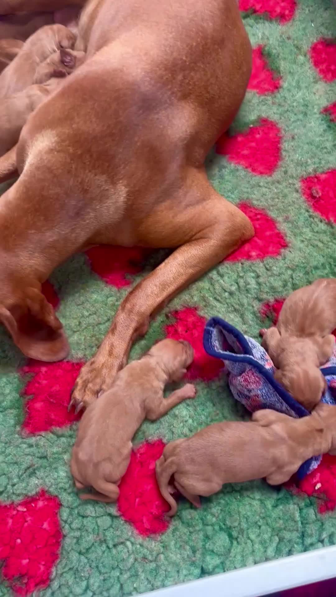 Hungarian Vizsla dogs for sale: 🥰 NEW KC REG Hungarian Vizsla Beautifully Bred,  - Video 2