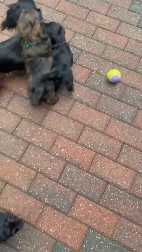 Doxiepoo dogs for sale: Doxipoo puppies - Video 1